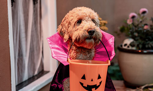 A small dog with a dark pink cape on holding an orange bucket designed to look like a pumpkin in its mouth